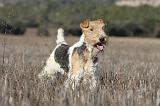 FOX TERRIER 470